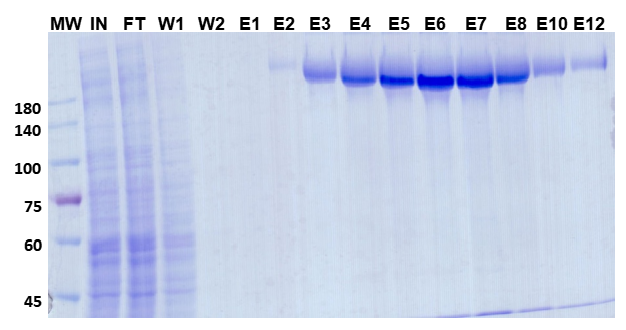 Purification results of SARS-CoV-2 S protein