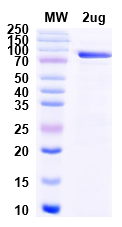 Protein A QC Test