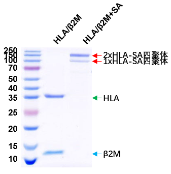 HLA-I Protein Expression and Complex Formation