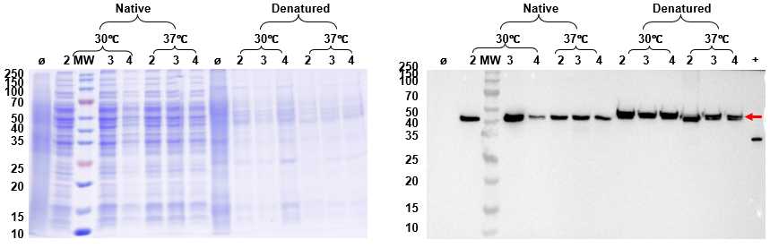 Protein B Expression QC (Reduced SDS-PAGE)