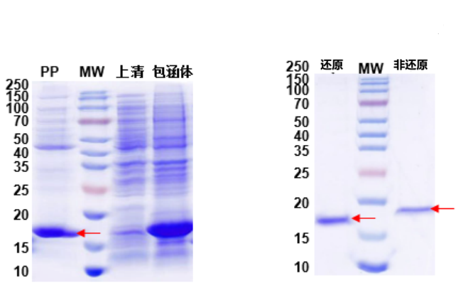 Fig. 4: Periplasmic Expression of Antibody Fragment