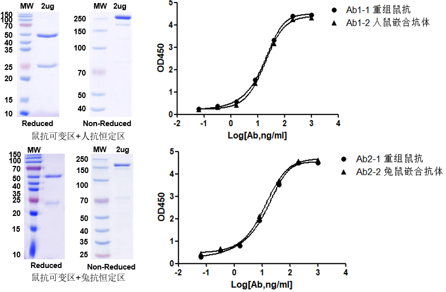 Chimeric Antibody Expression and Activity Analysis