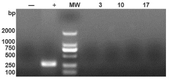 Fig 3. Mycoplasma Testing of Cell Banks (PCR Method)