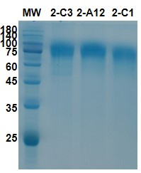 Fig 1. QC SDS-PAGE Analysis of Different Clones