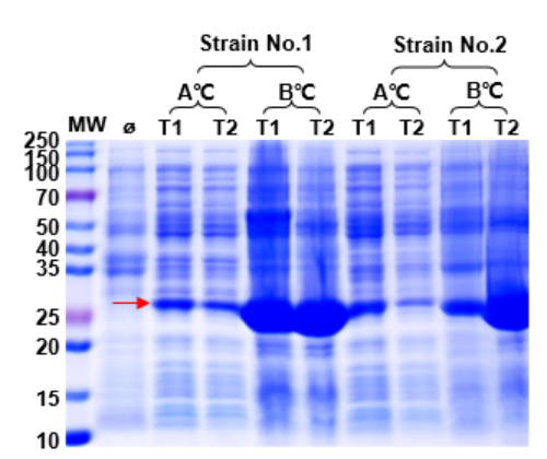 Fig. 1: Optimization of Protein Expression Conditions