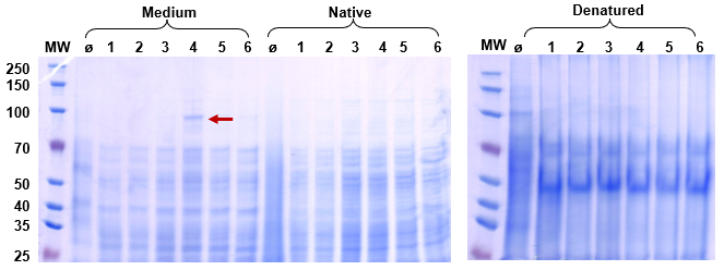 Protein A Expression QC (Reduced SDS-PAGE)