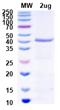 Protein B QC Test