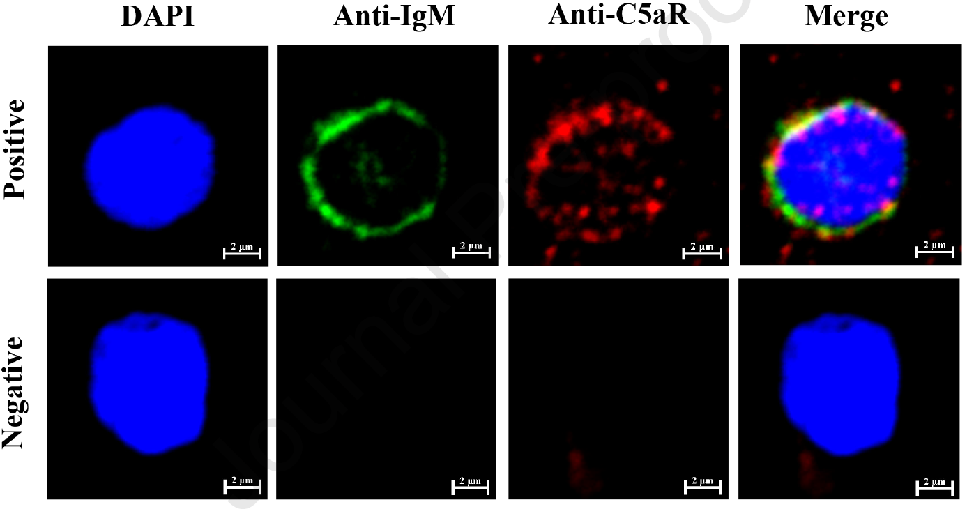 C5aR antibody validation QC