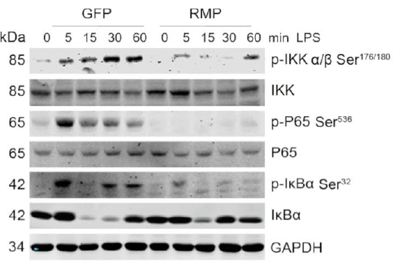SPR validation RMP IKKβ