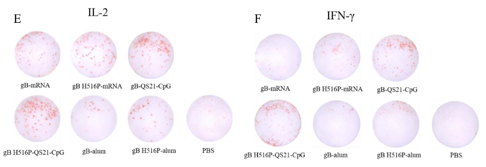 ELISpot validation HSV-1 gB