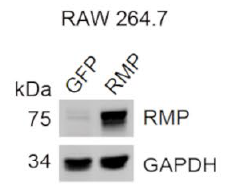 GST pulldown assay AtaGenix
