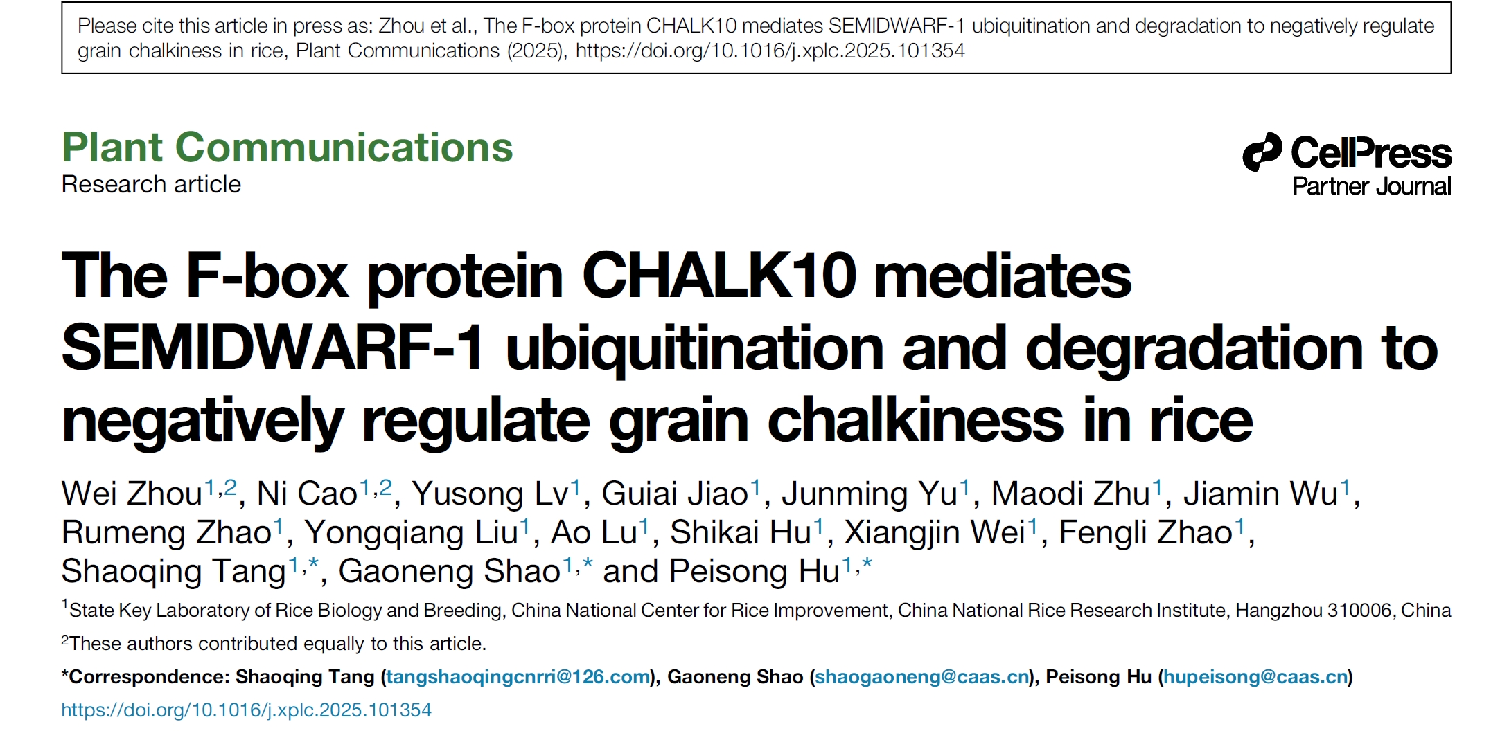 Graphical overview of CHALK10–SD1 pathway that impacts grain chalkiness