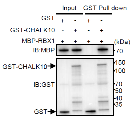 Co-IP and immunoblot validation for CHALK10–SD1 interaction