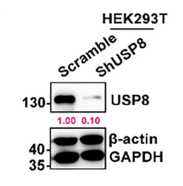 AtaGenix antibody solution