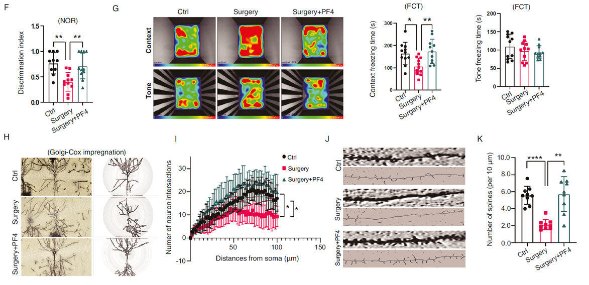 PF4 improves and restores cognitive function.