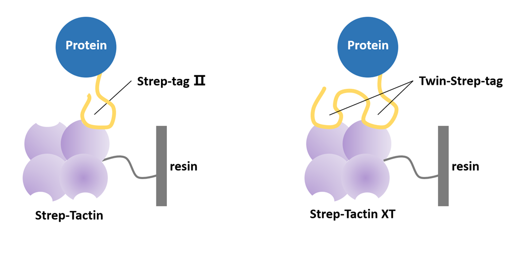 Strep Tag Purification Principle