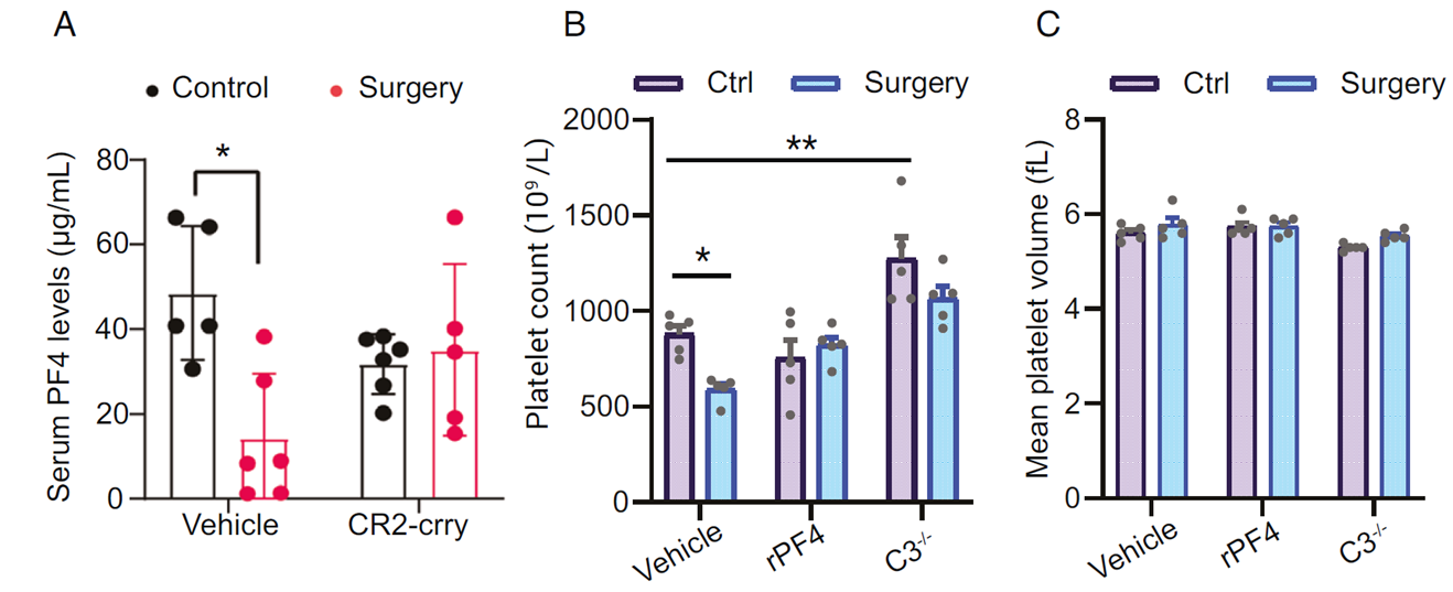 Postoperative PF4 levels decline in elderly mice, significantly alleviated in C3 knockout mice.