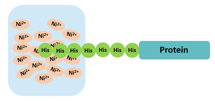 His-tag Purification Principle