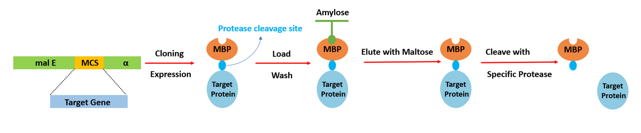 MBP Tag Purification Principle