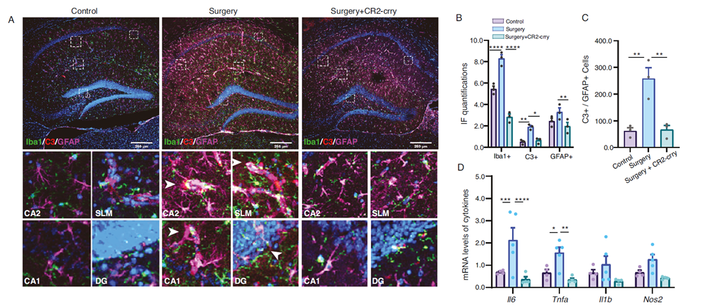 CR2-crry significantly improves postoperative neuronal structure, enhancing dendritic branching and synaptic density.