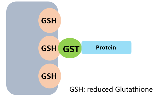 GST Tag Purification Principle