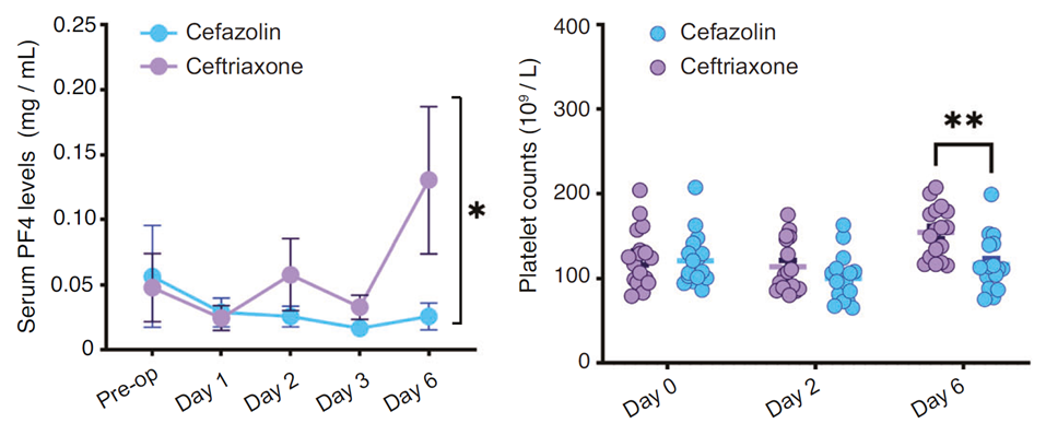 Ceftriaxone significantly reduces postoperative PNCD incidence in elderly patients, improving cognitive function.