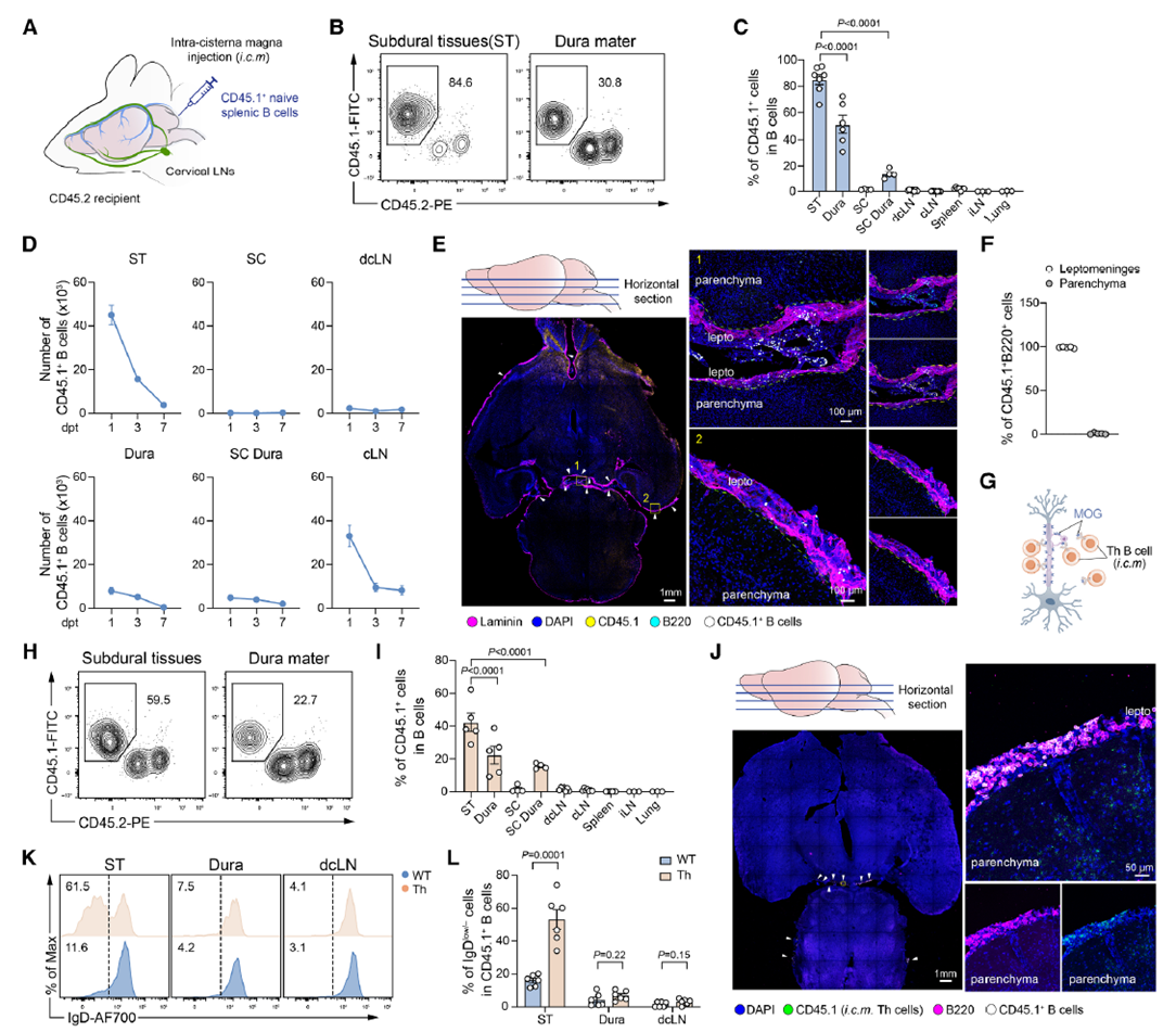 Autoreactive B cells in the meninges promote T cell-mediated CNS inflammation through antigen presentation