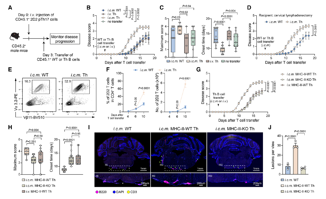 Autoreactive B cells in the meninges promote T cell-mediated CNS inflammation through antigen presentation