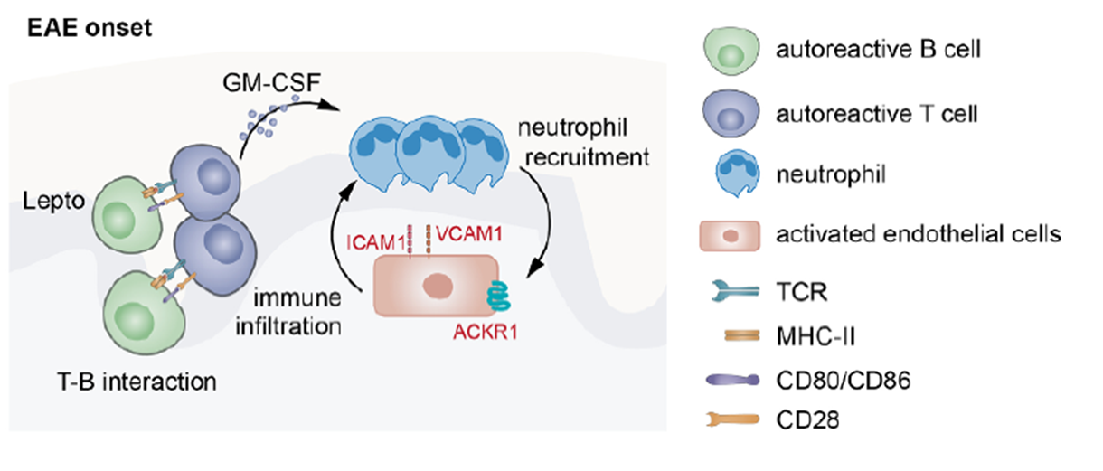 GM-CSF-dependent neutrophil recruitment and endothelial cell activation in the pro-inflammatory loop