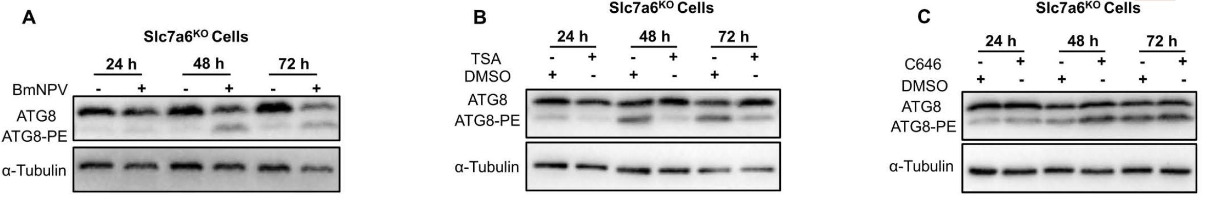 Mitochondrial autophagy induced by BmNPV infection