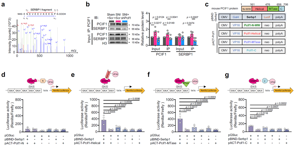 SERBP1 and PCIF1 interact and jointly catalyze m6Am modification on mRNA