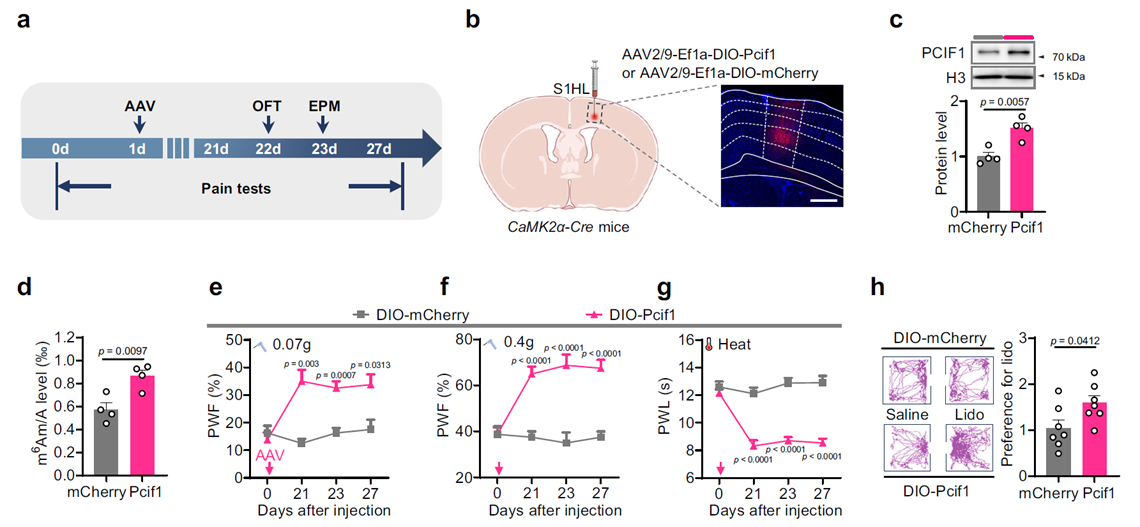 Upregulation of PCIF1 in S1HL excitatory neurons induces neuropathic pain-like behaviors