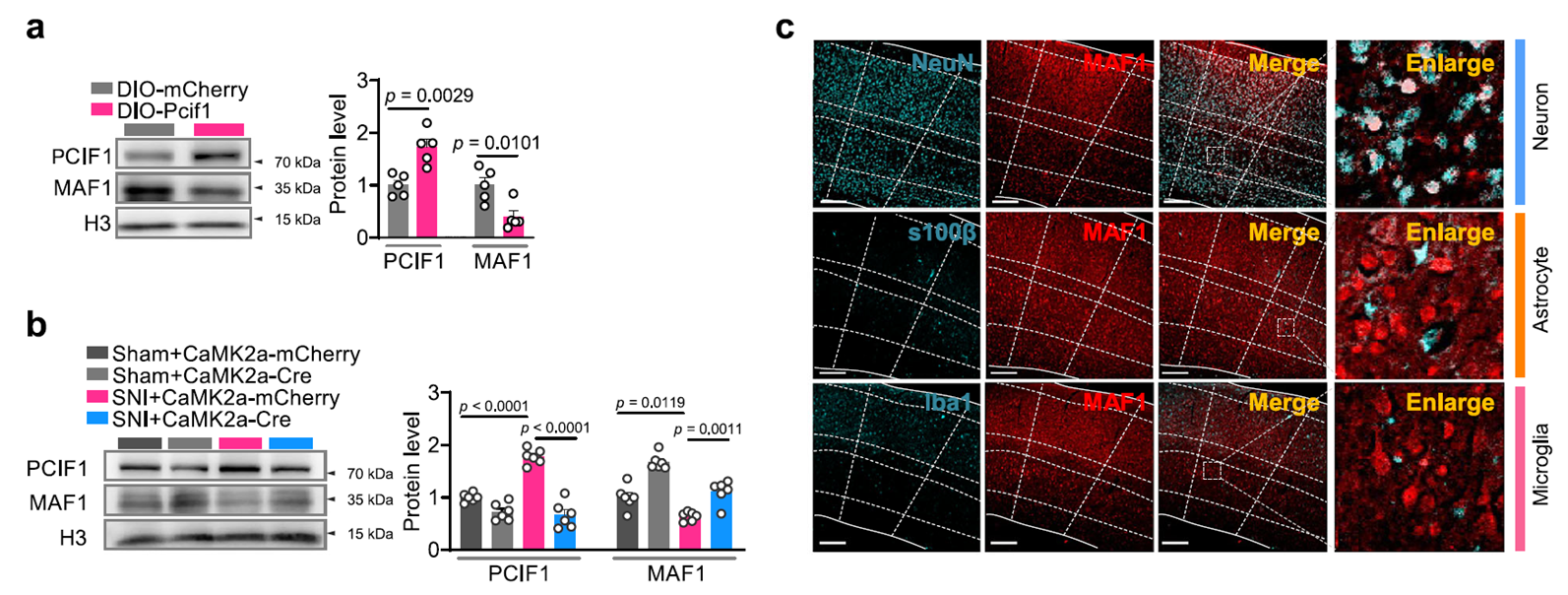 Increased PCIF1 leads to SNI-induced downregulation of MAF1 in S1HL