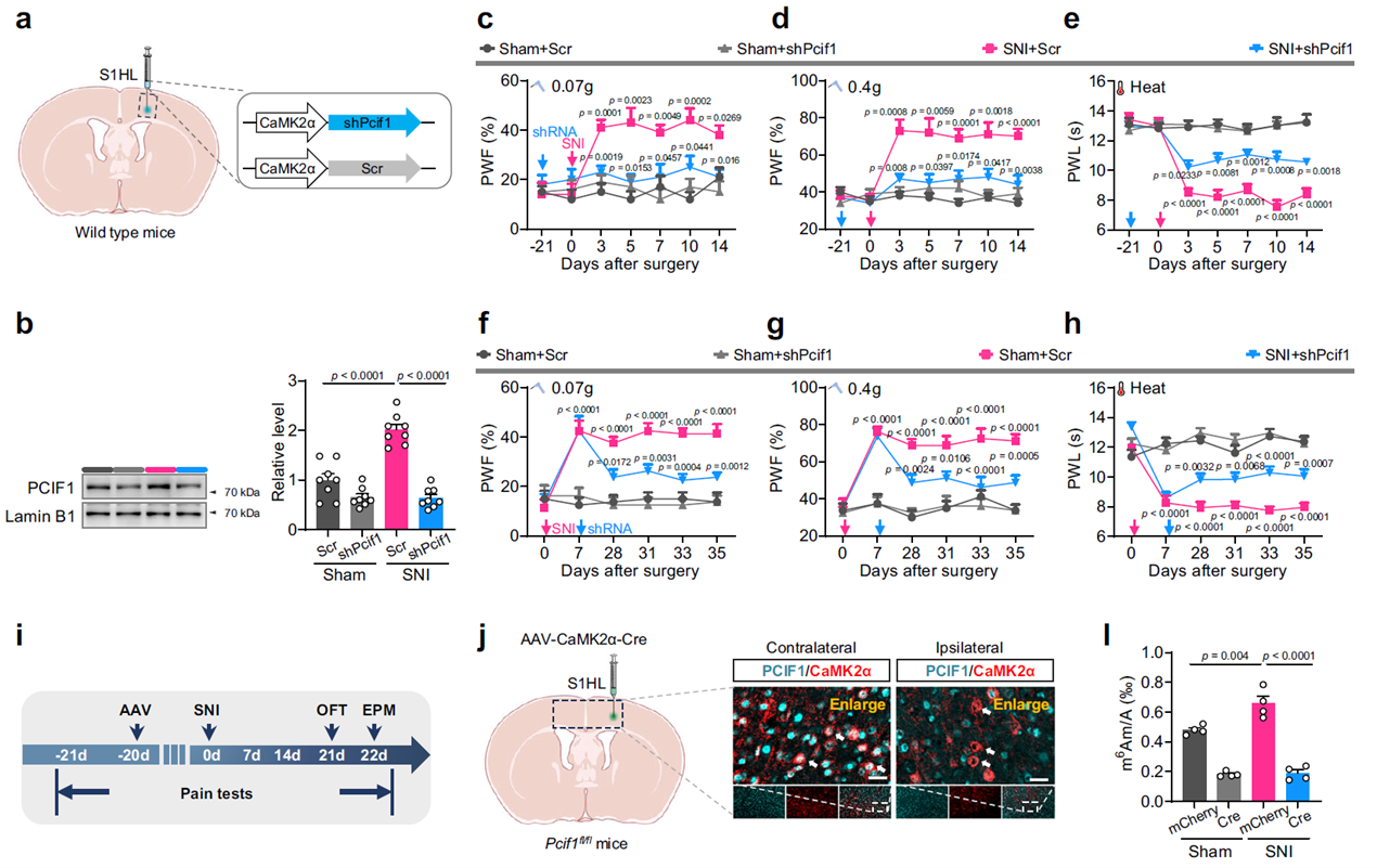 Increased PCIF1 in S1HL excitatory neurons is essential for the induction and maintenance of neuropathic pain