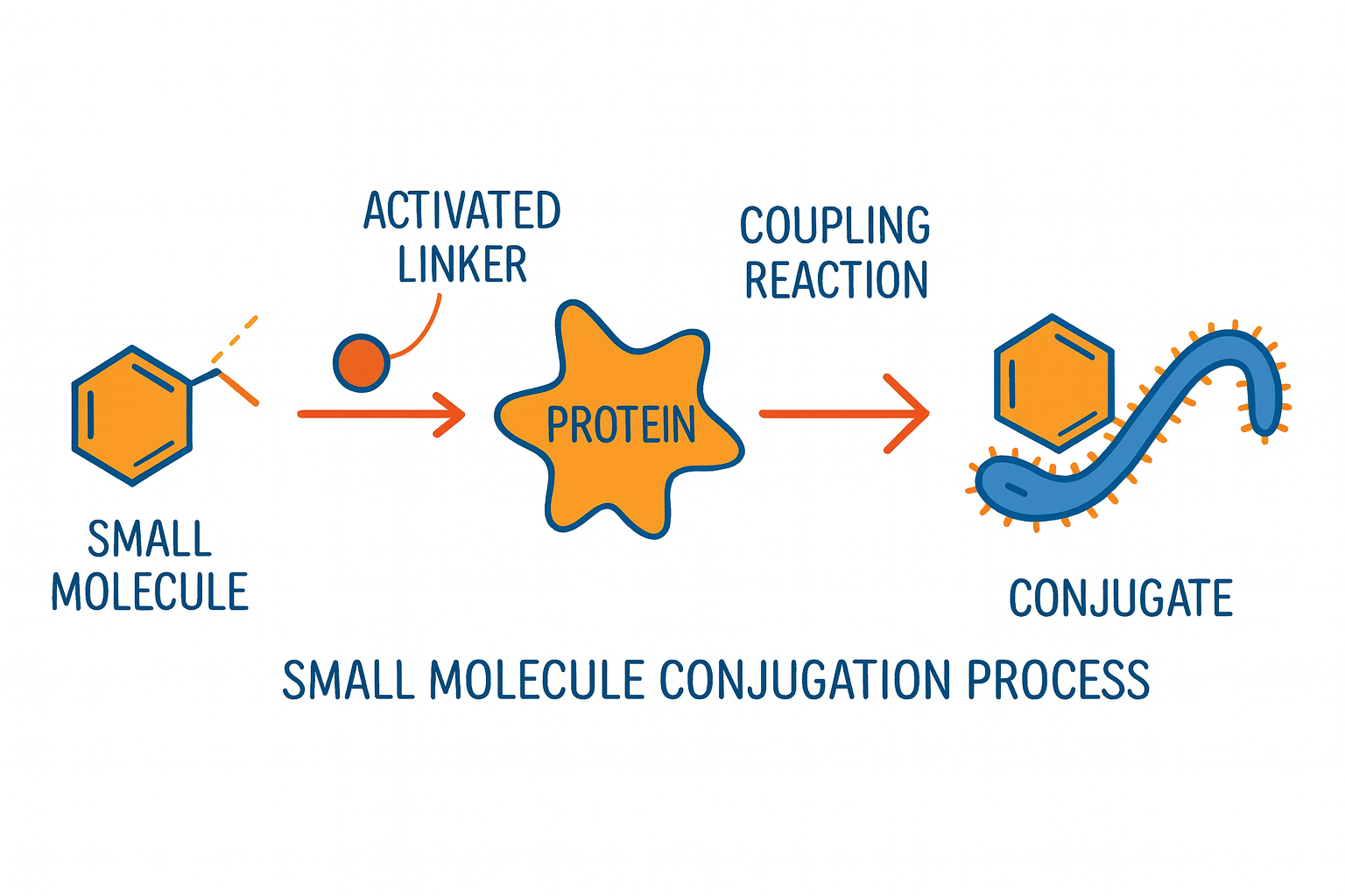 Small Molecule Conjugation Process Diagram