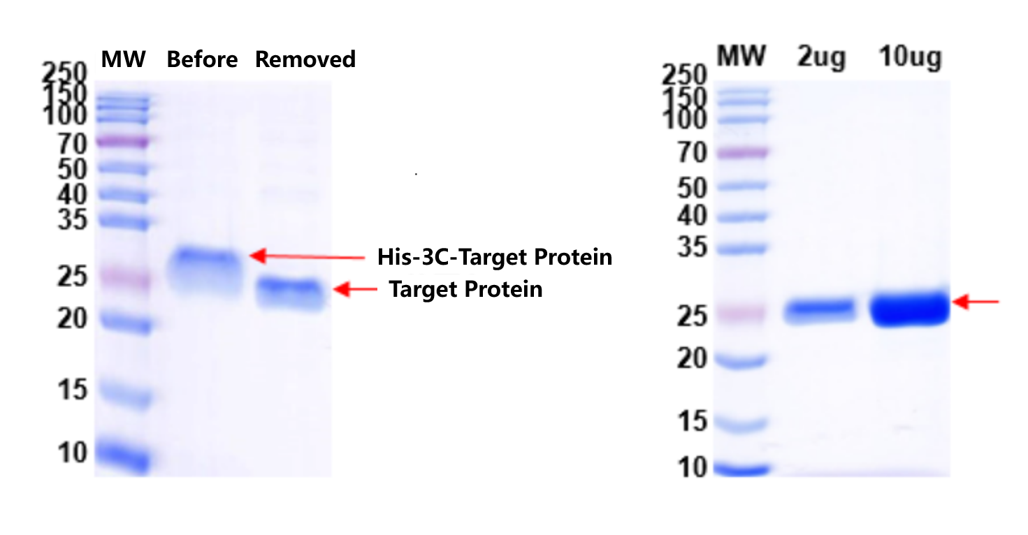 Removal of His-tag and QC Analysis
