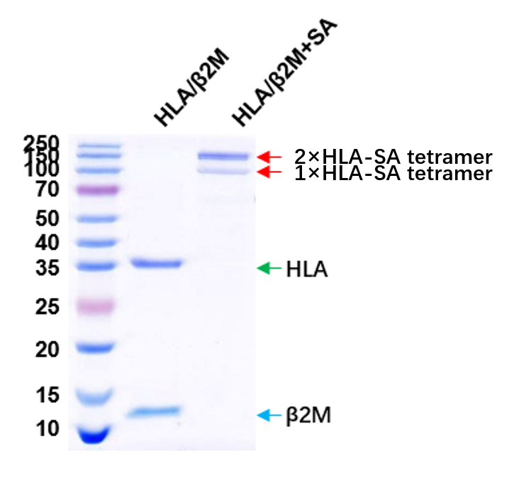 Expression and refolding of HLA-I with β2M into stable pMHC complex, tetramerized with streptavidin