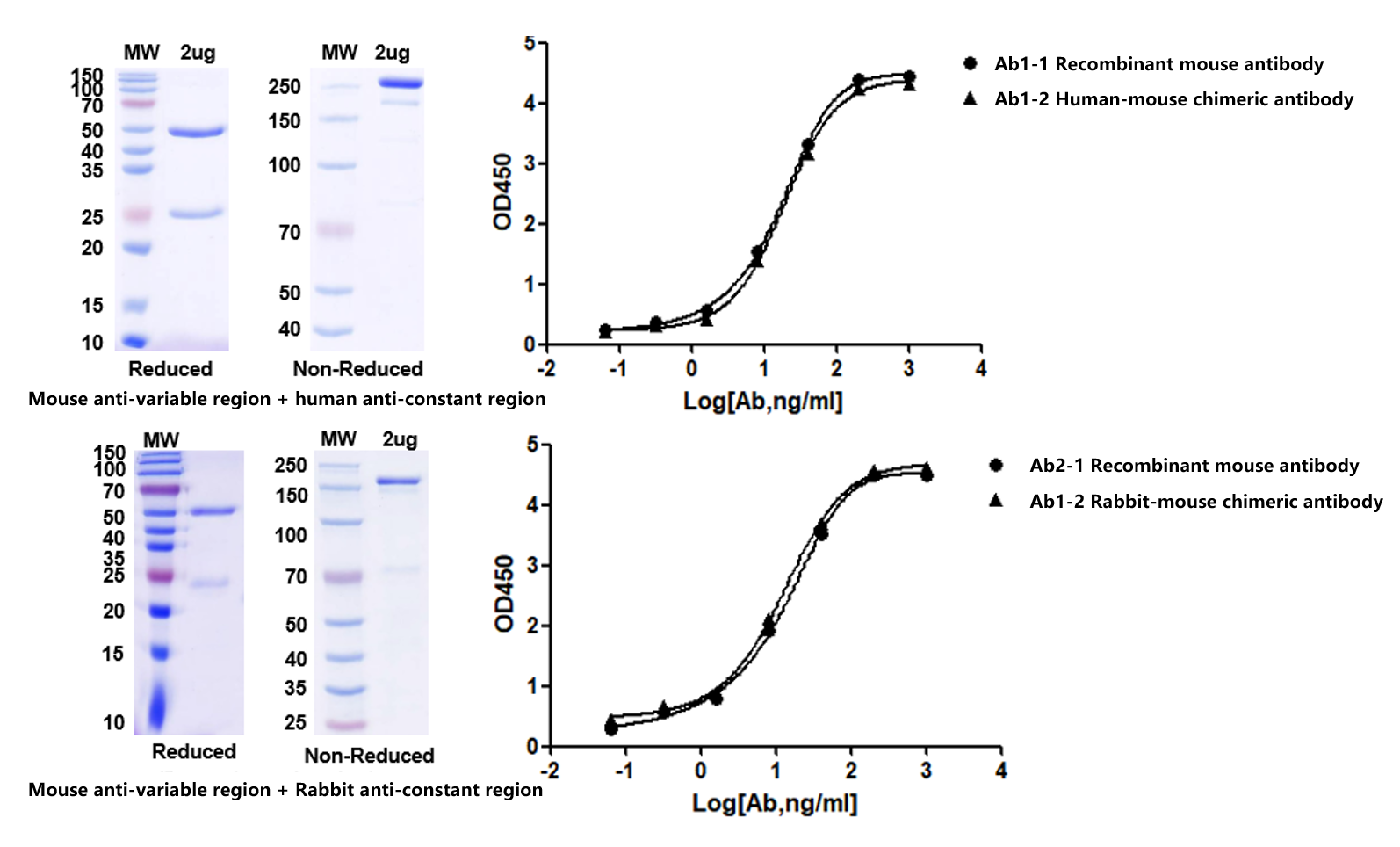 Figure 1: Chimeric Antibody Expression and Activity Analysis