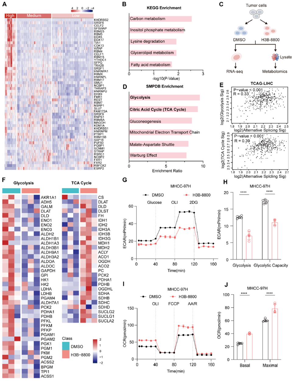 RNA splicing abnormalities significantly impact glycolysis and the TCA cycle, driving tumor metabolic reprogramming