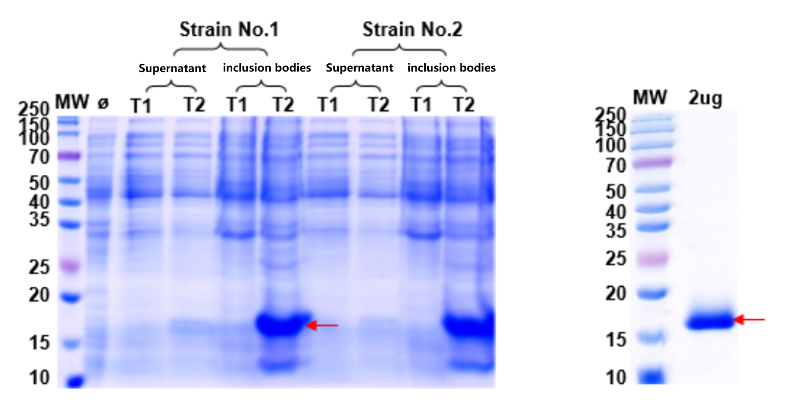 Optimization and Refolding QC of Target Protein