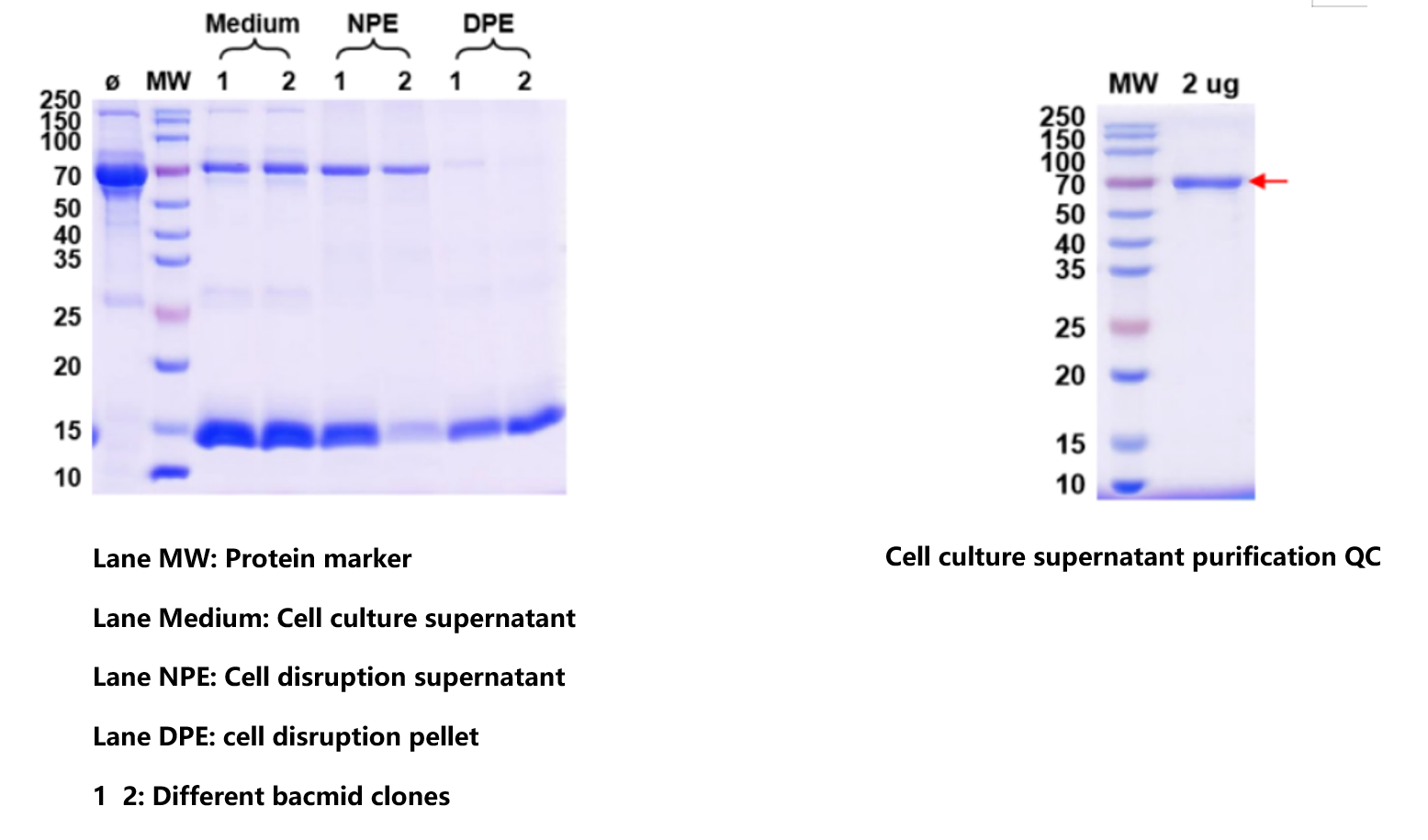 QC summary of recombinant antibody expression and validation