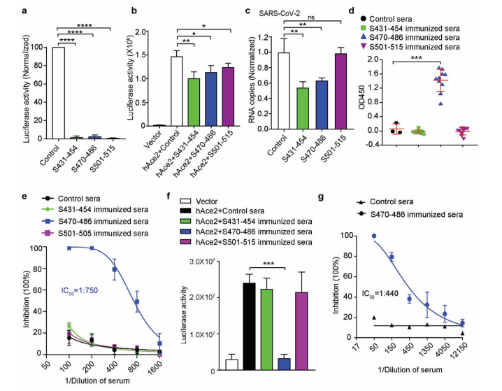 Phage display isolation of patient-derived monoclonal antibodies targeting S470-486