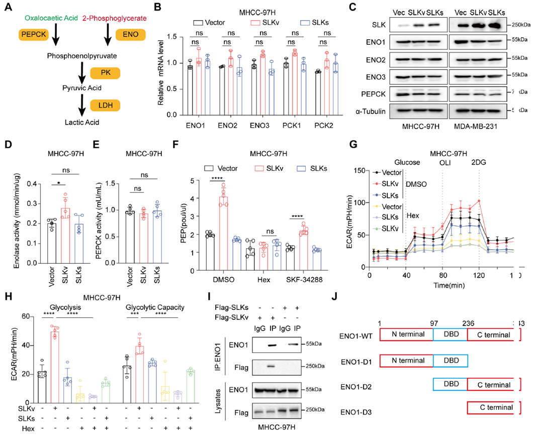 SLKv-mediated ENO1-S2ph increases ENO1 activity to promote glycolysis and PEP synthesis