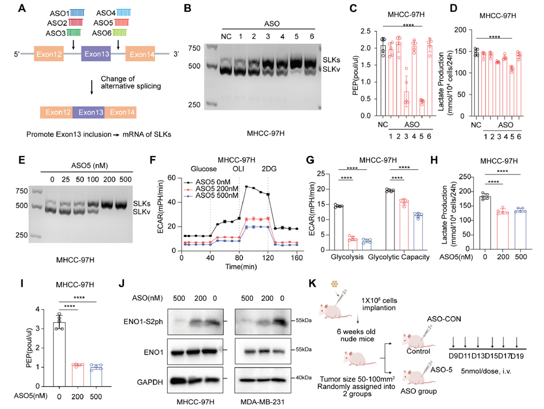 ASOs targeting SLK pre-mRNA inhibit glycolysis and tumor growth