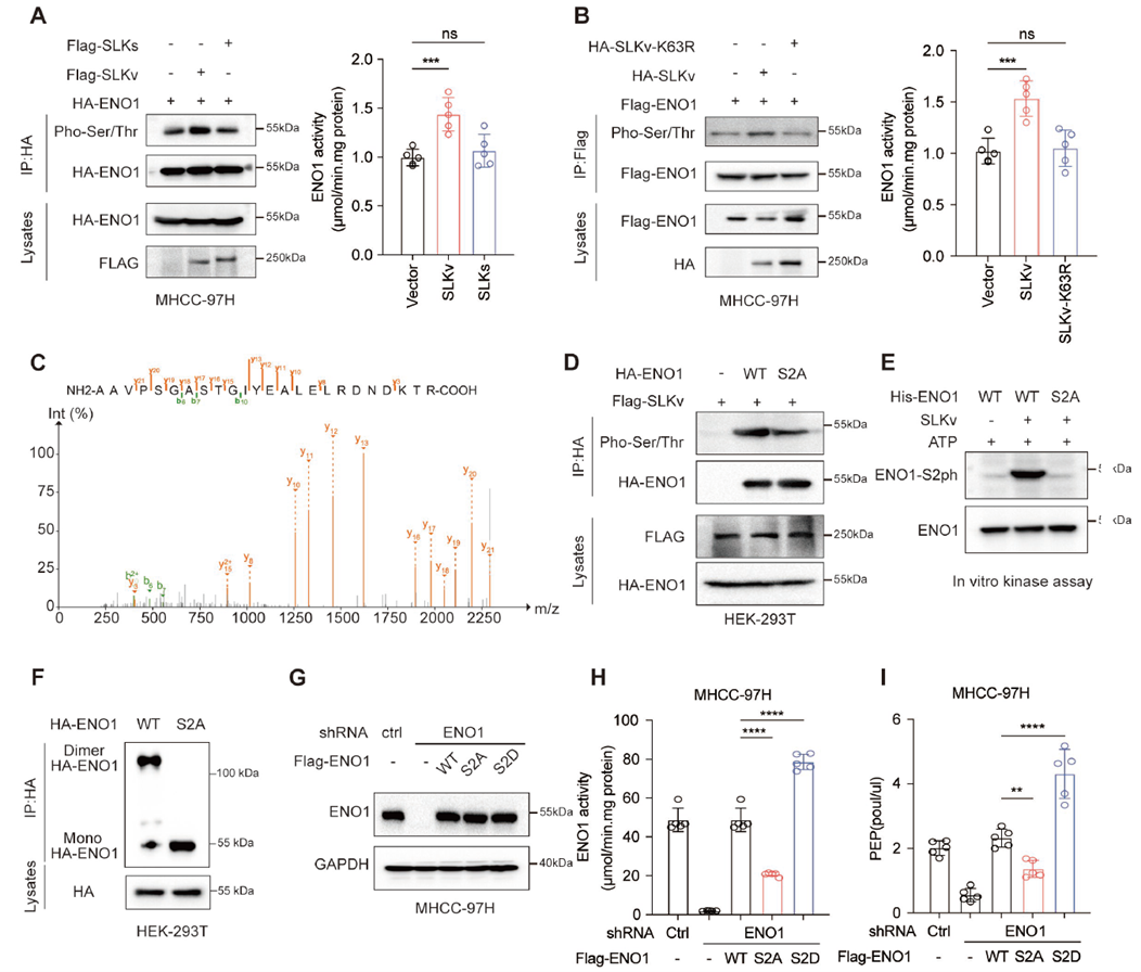 Increased PEP promotes glycolysis in tumors by activating glycolytic enzymes