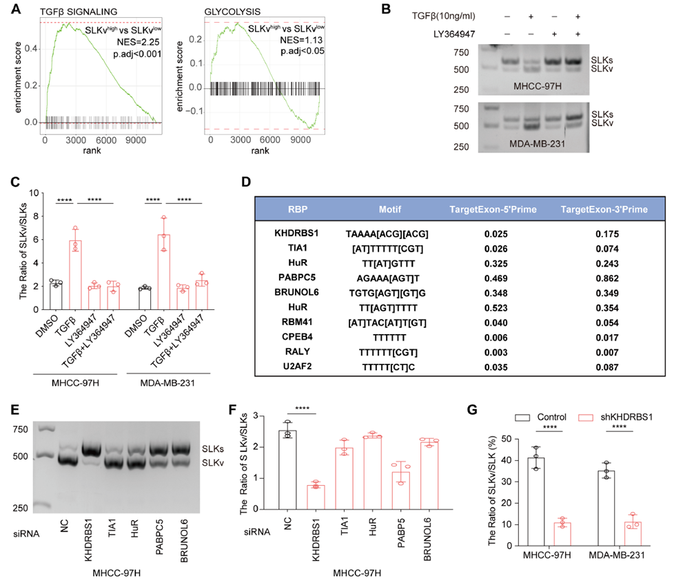 The TGFβ/KHDRBS1 axis induces exon skipping in SLK