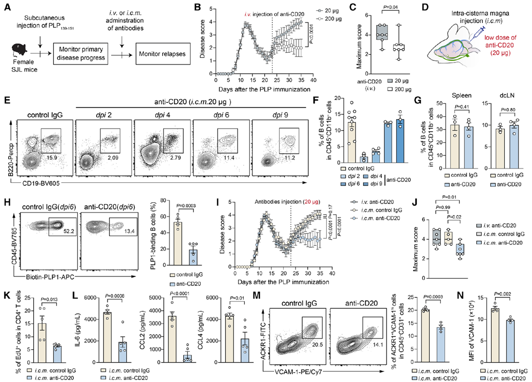 Targeted depletion of brain-localized B cells reduces EAE relapse