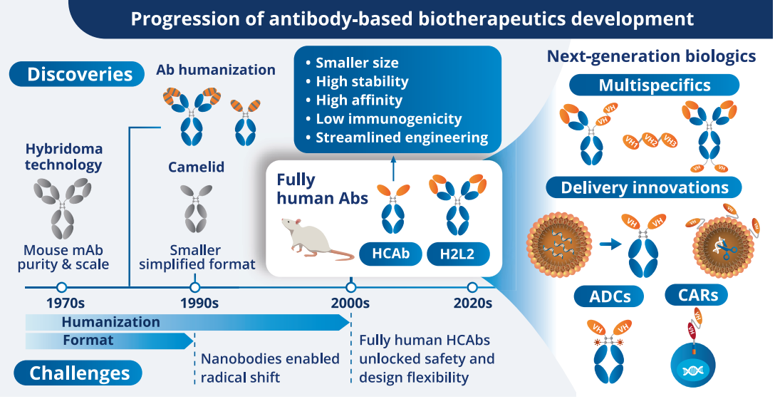 Progression of antibody-based biotherapeutics development—discoveries, humanization, next-generation modalities (multispecifics, ADCs, CARs).