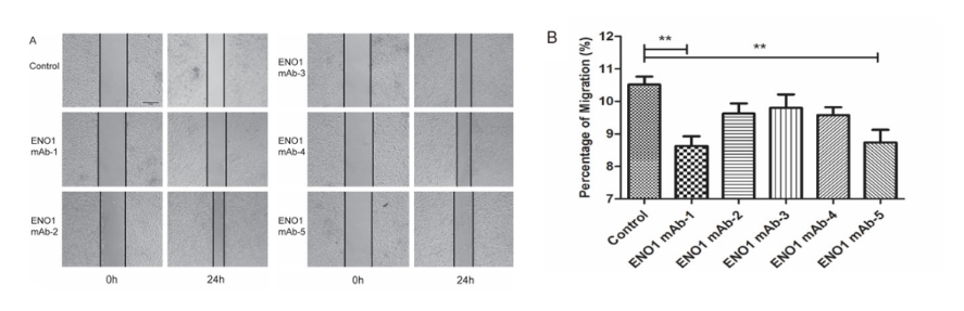 ENO1 monoclonal antibody inhibits invasion, proliferation and clone formation