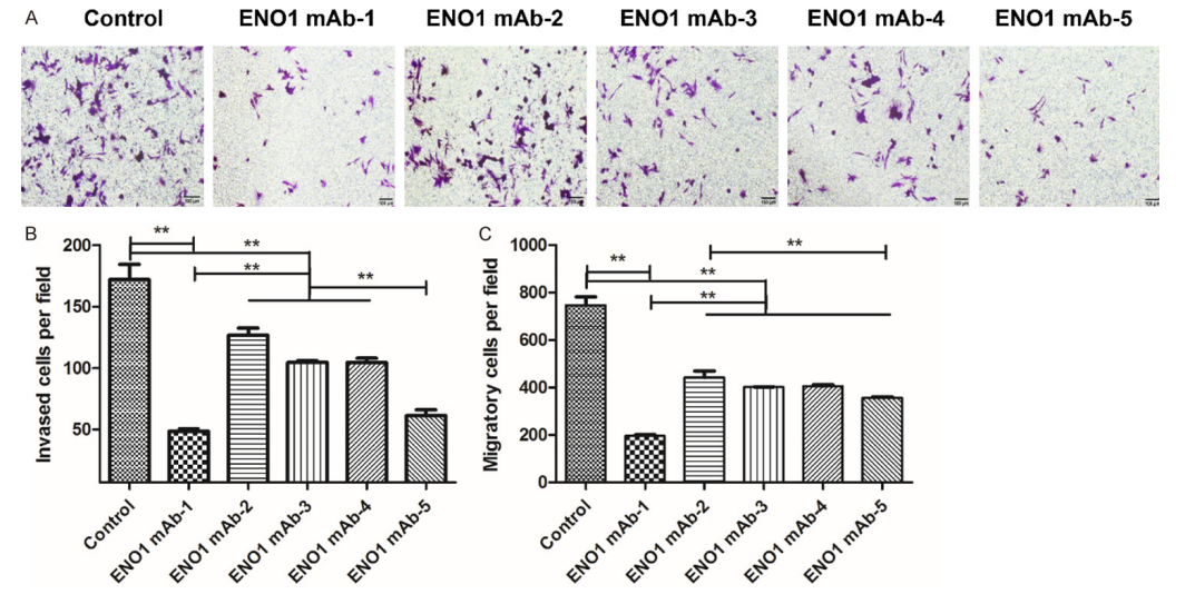 Inhibitory Effects of ENO1mAbs on SiHa cells